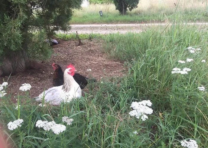 Le Domaine De Claras Cazideroque